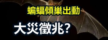 [ID: yH0Kgnmrxmg] Youtube Automatic