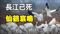 [ID: YrhZAaix2HM] Youtube Automatic